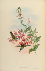 Cyanomyia franciae = Amazilia franciae